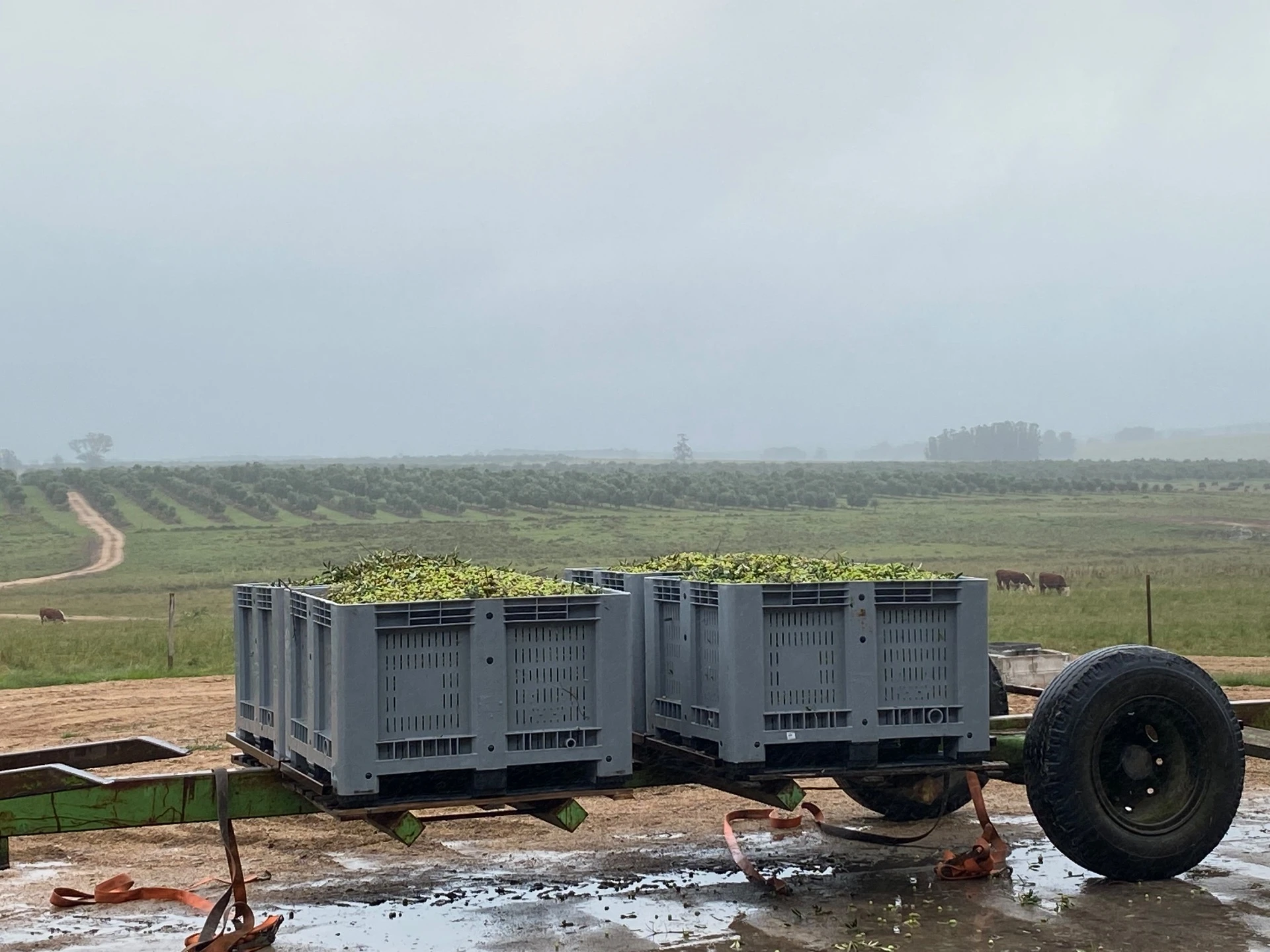 Harvest bins filled with olives overlooking Tupercí’s misty rows near Casupá