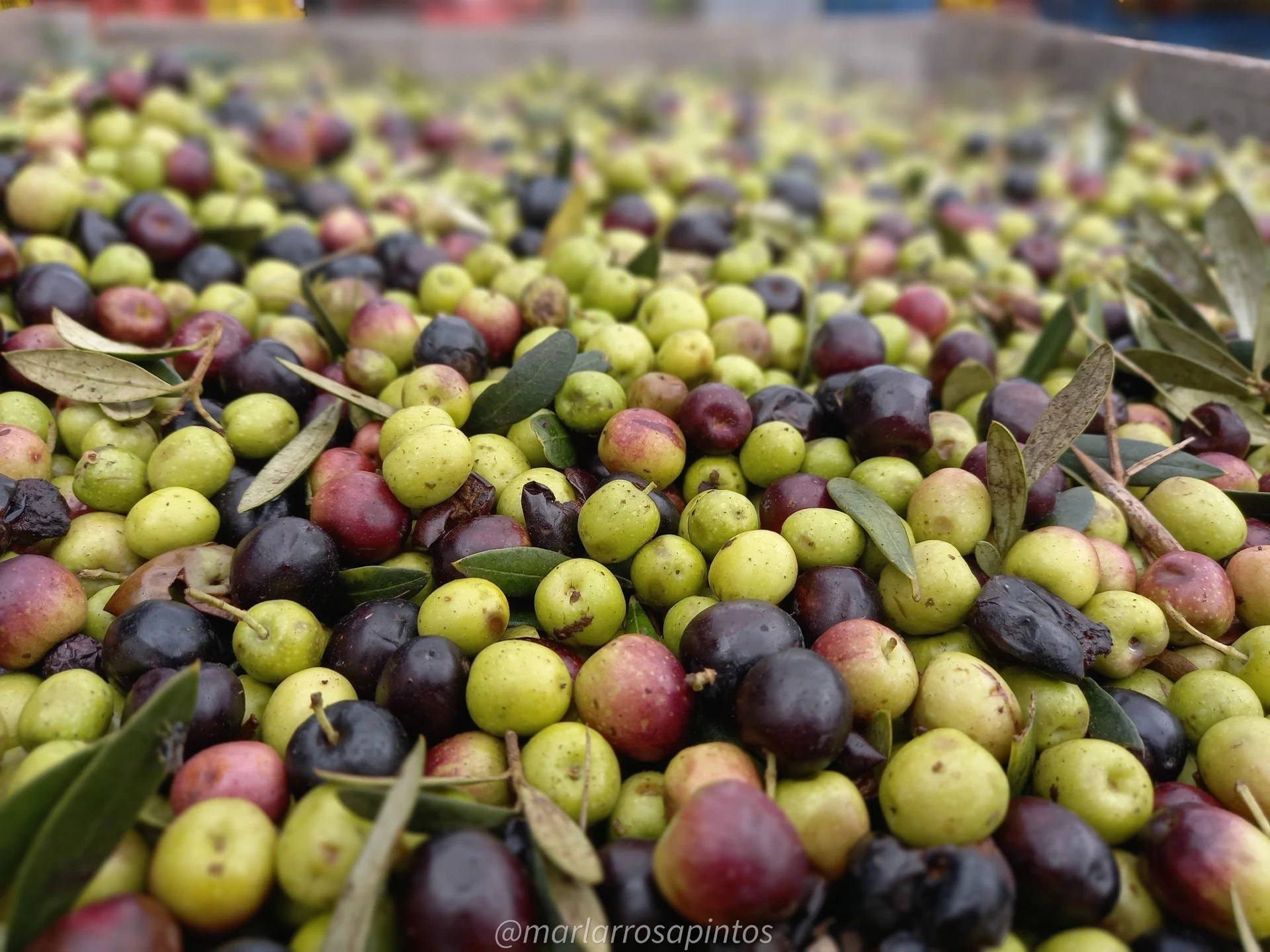 Freshly harvested green, purple, and black olives